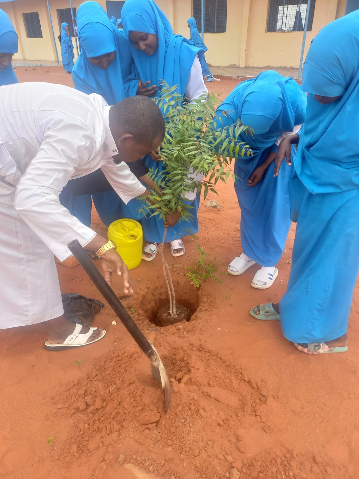 Tree Planting